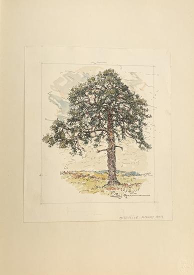Mistřice Hrubý bor
