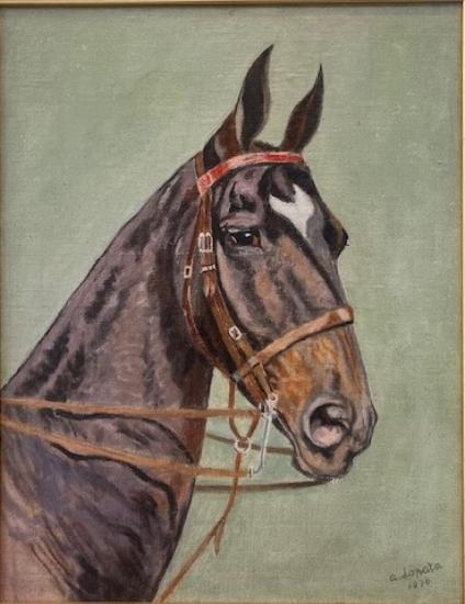 Portrét- Arabský teplokrevník